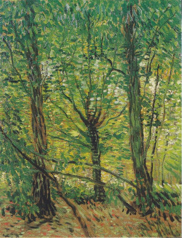 Vincent Van Gogh Trees and Undergrowth Spain oil painting art